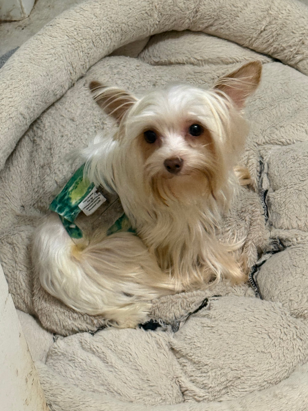 Yorkshire Terrier Male Chocolate Blonde Parti