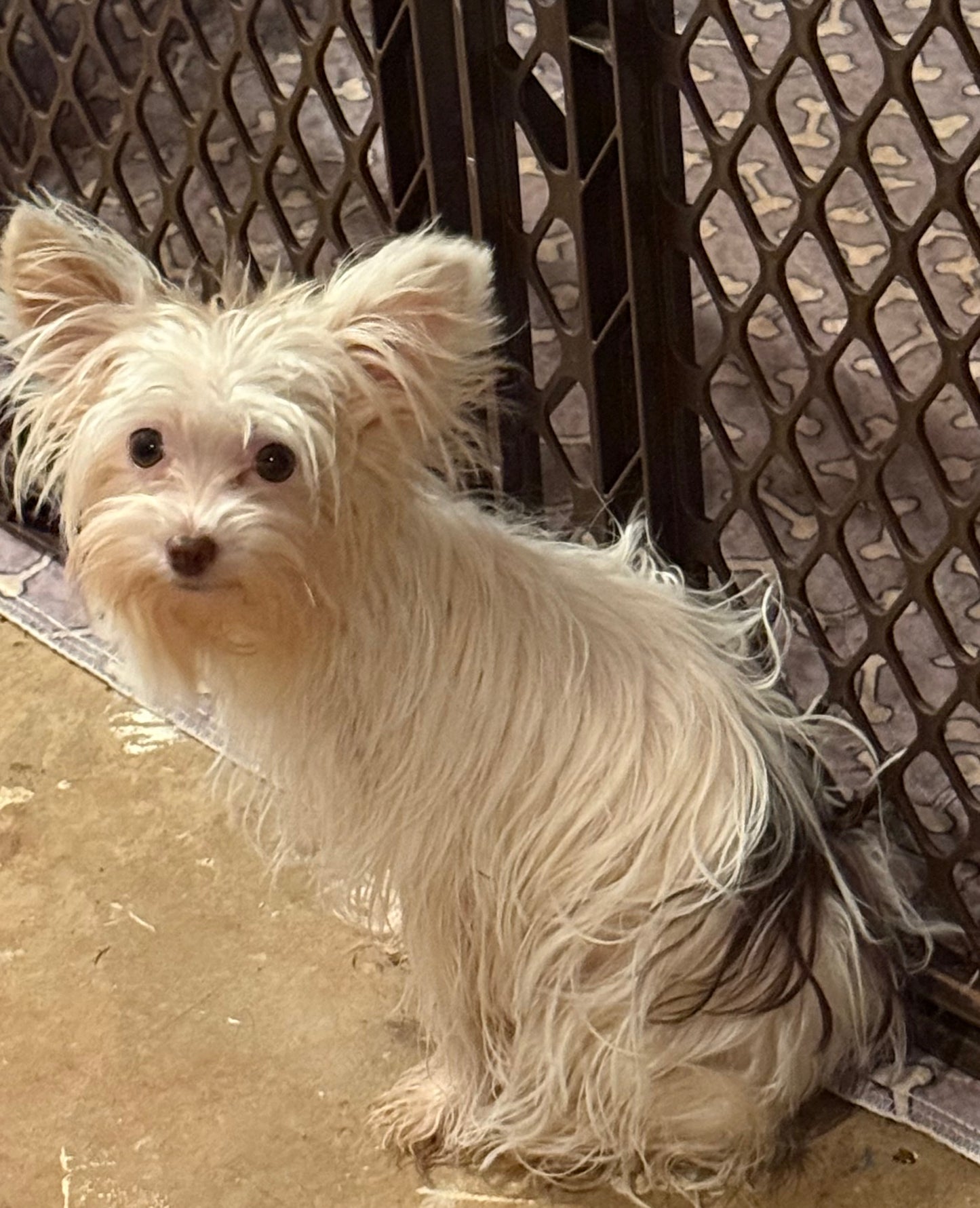 Yorkshire Terrier Female
