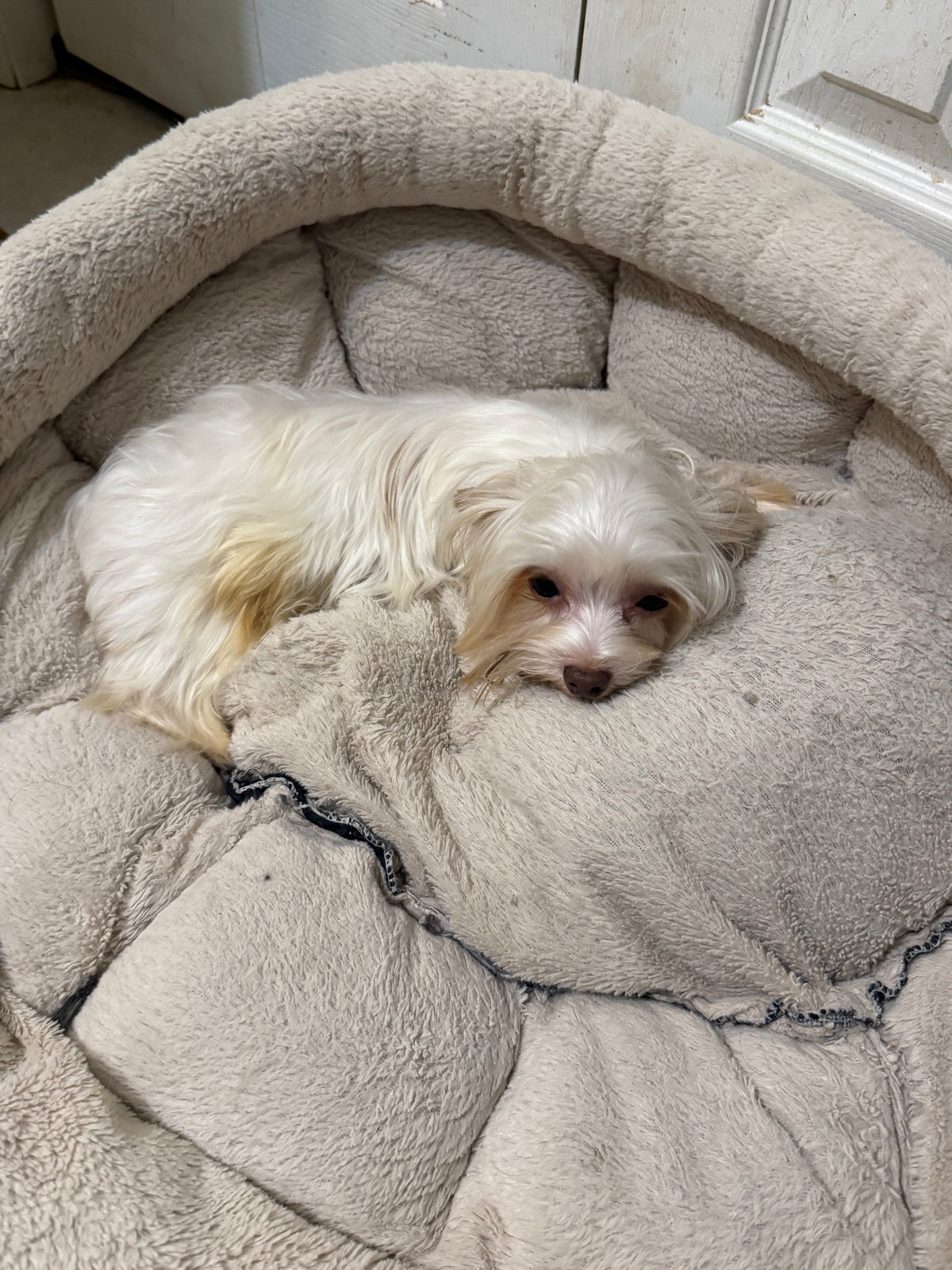 Yorkshire Terrier Male Chocolate Blonde Parti