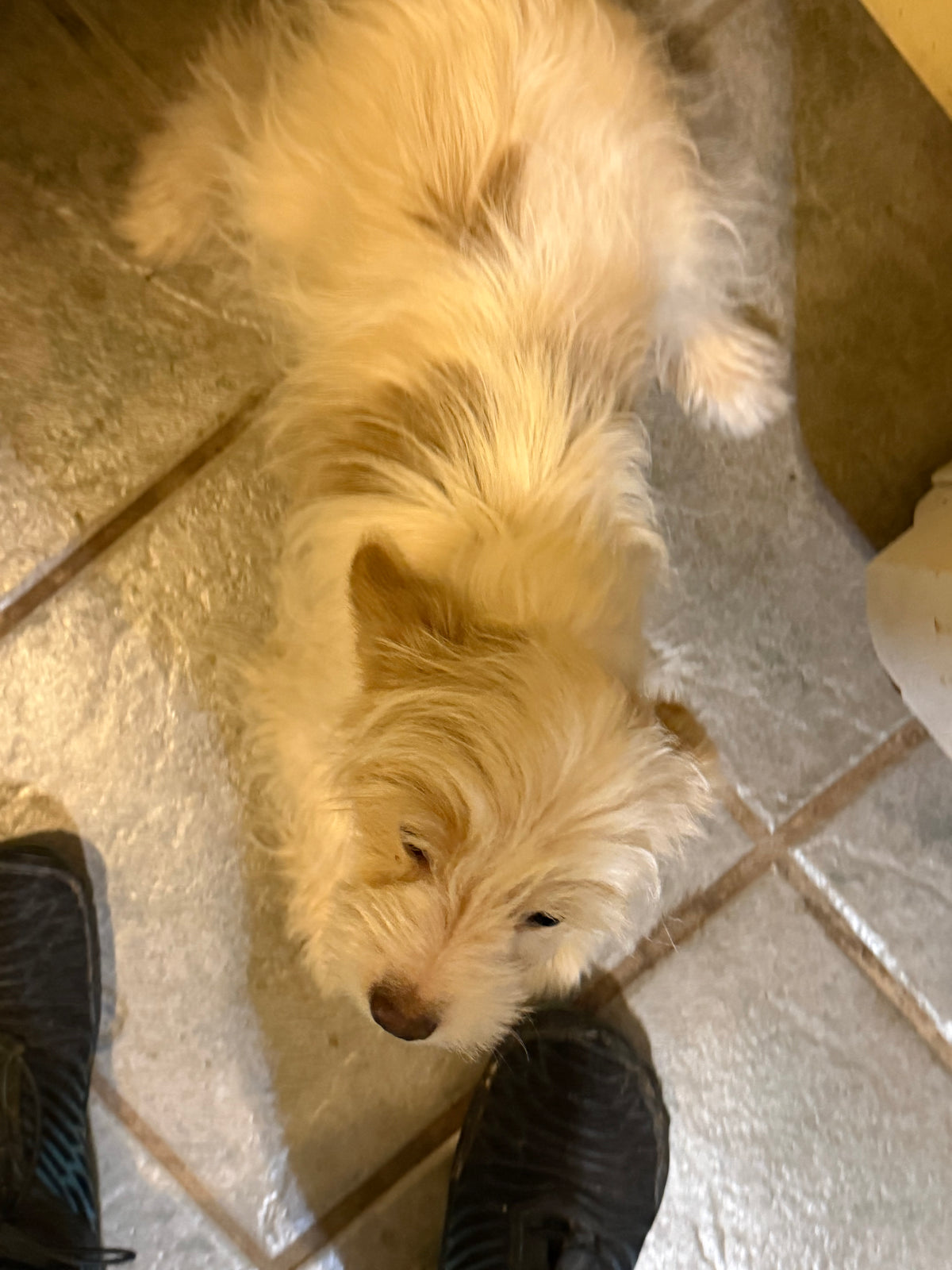 Yorkshire Terrier female Chocolate Blonde Parti Merle