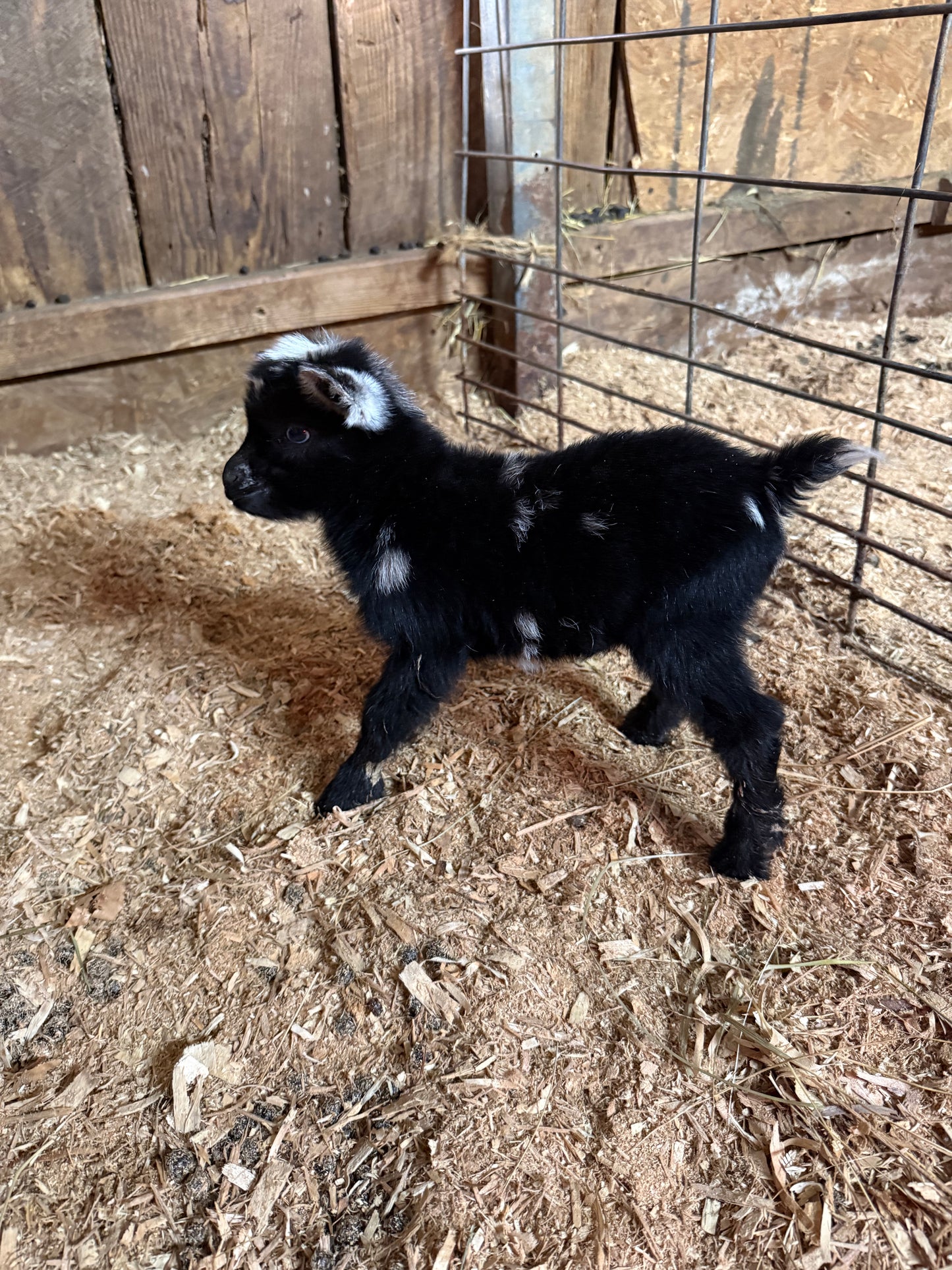 Nigerian Dwarf Goat kids