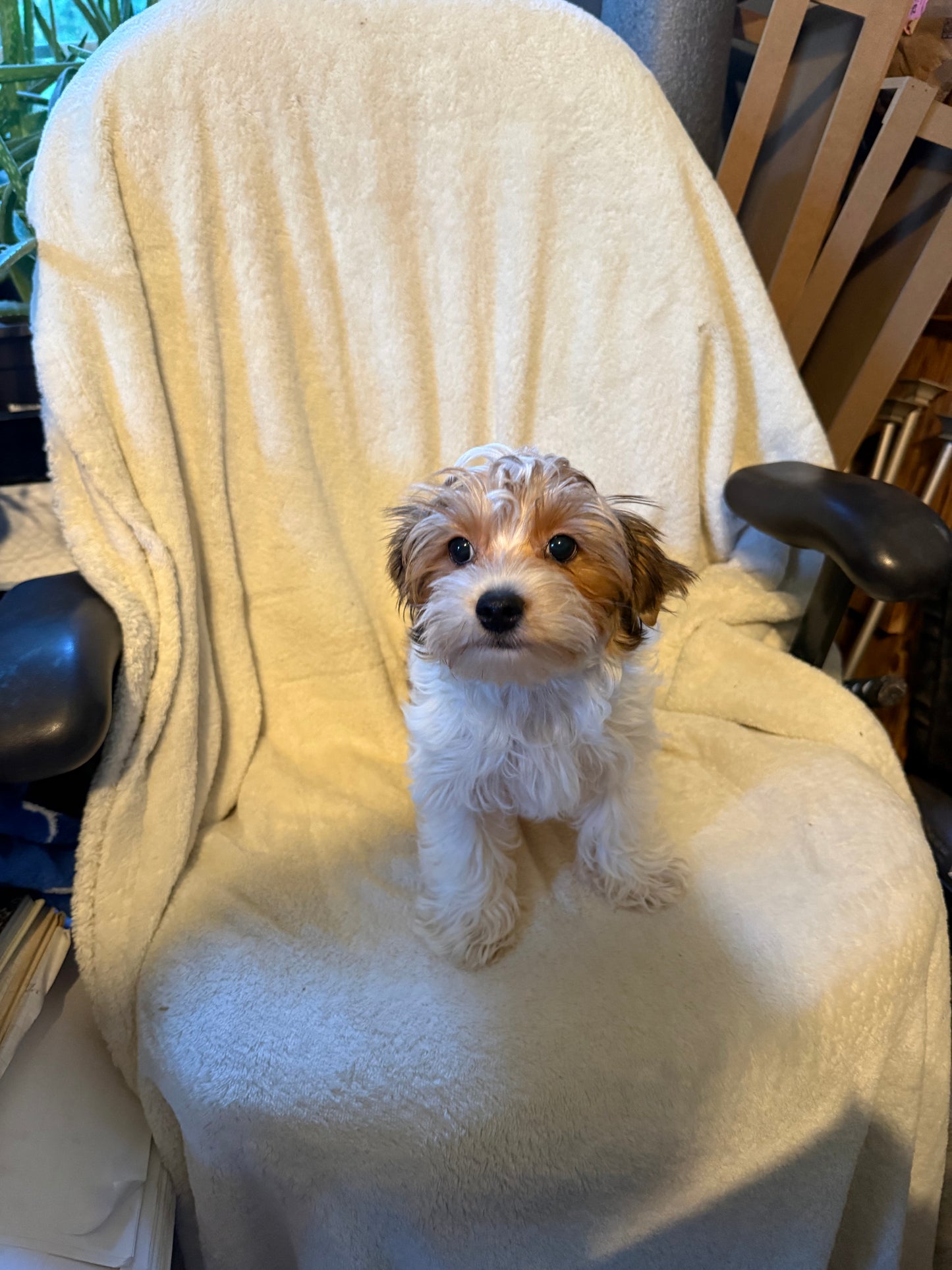 Male Yorkshire Terrier
