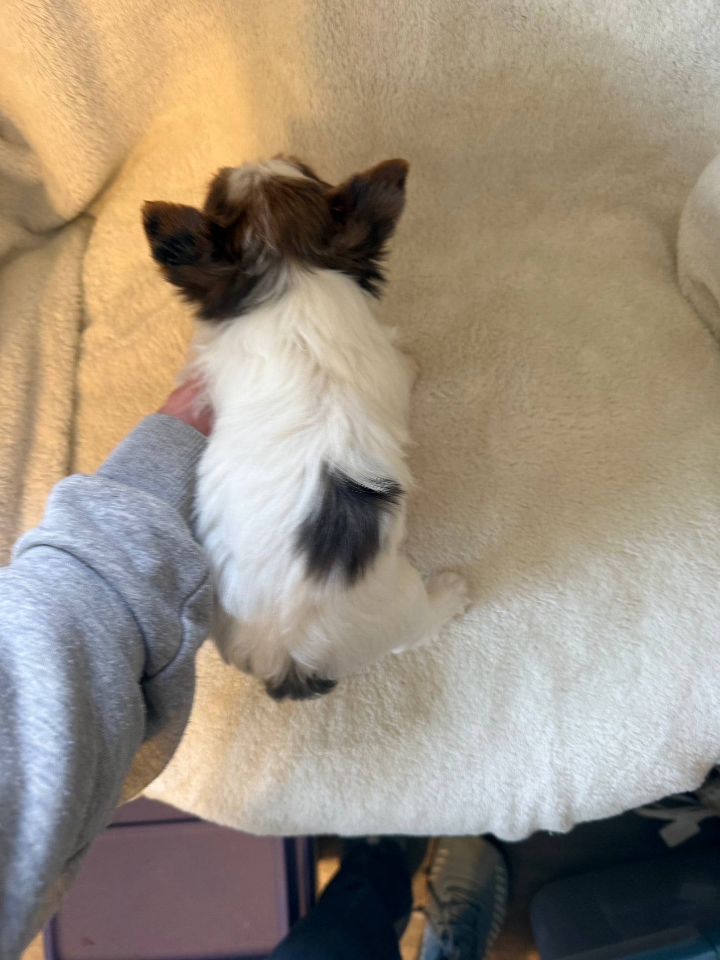 Yorkshire Terrier Female Blueberry Merle