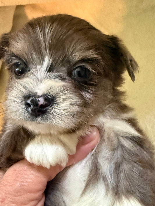 Male Yorkshire Terrier