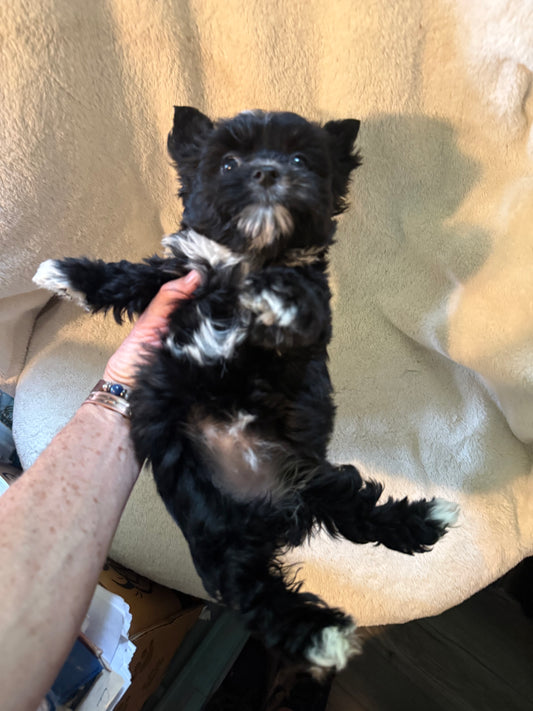 Yorkshire Terrier Female