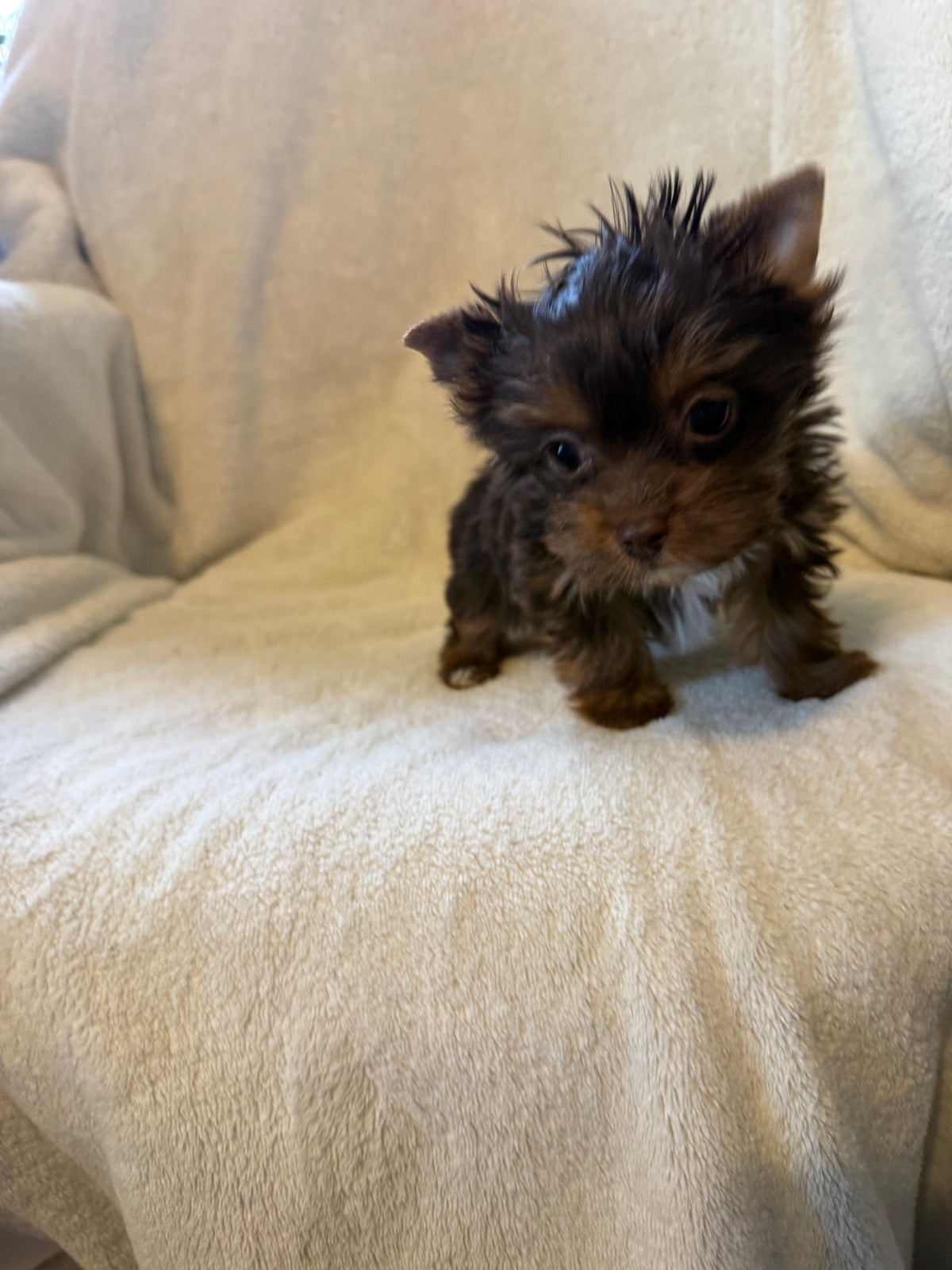 Yorkshire Terrier Chocolate Male