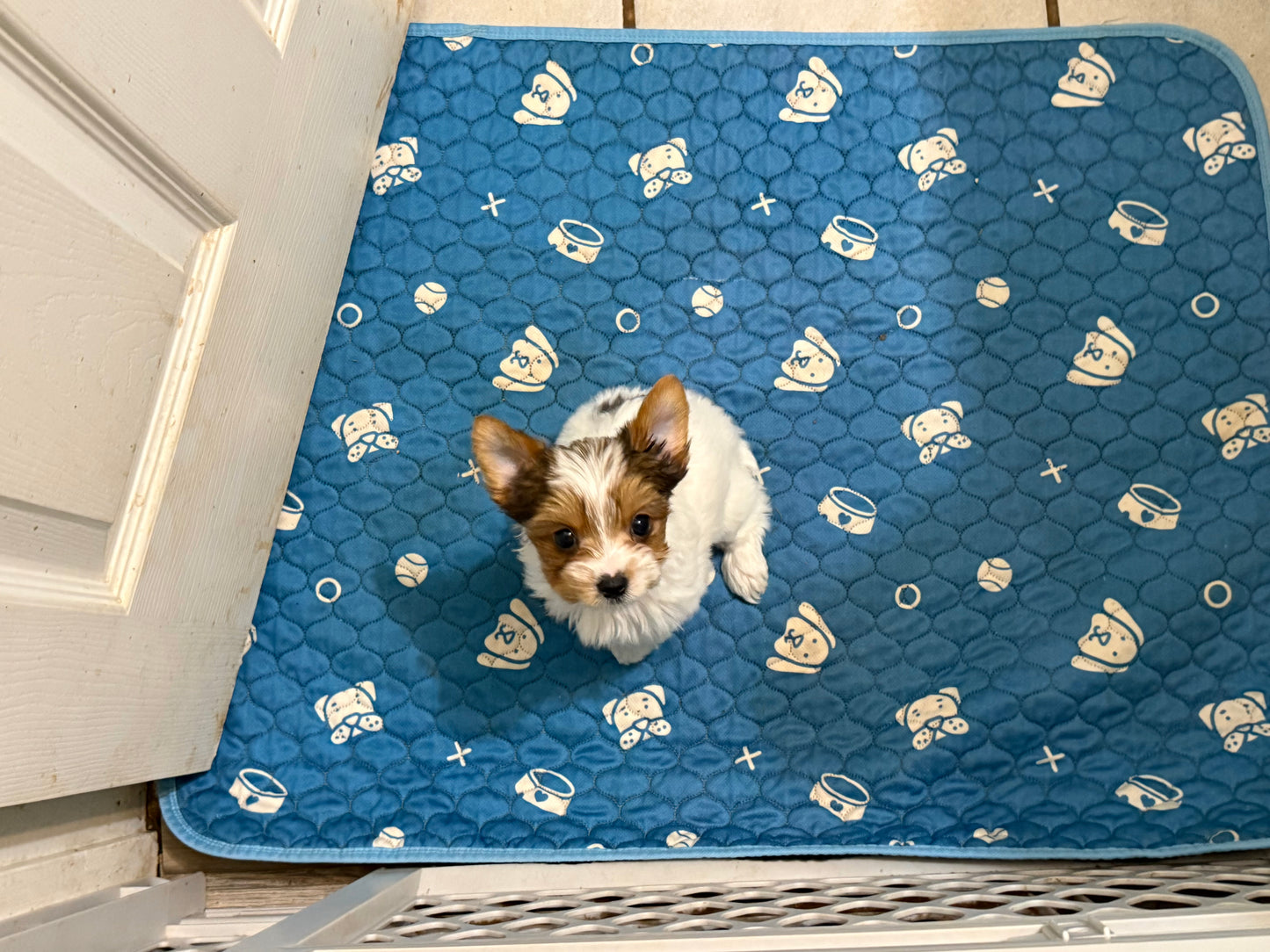 Yorkshire Terrier Female Blueberry Merle