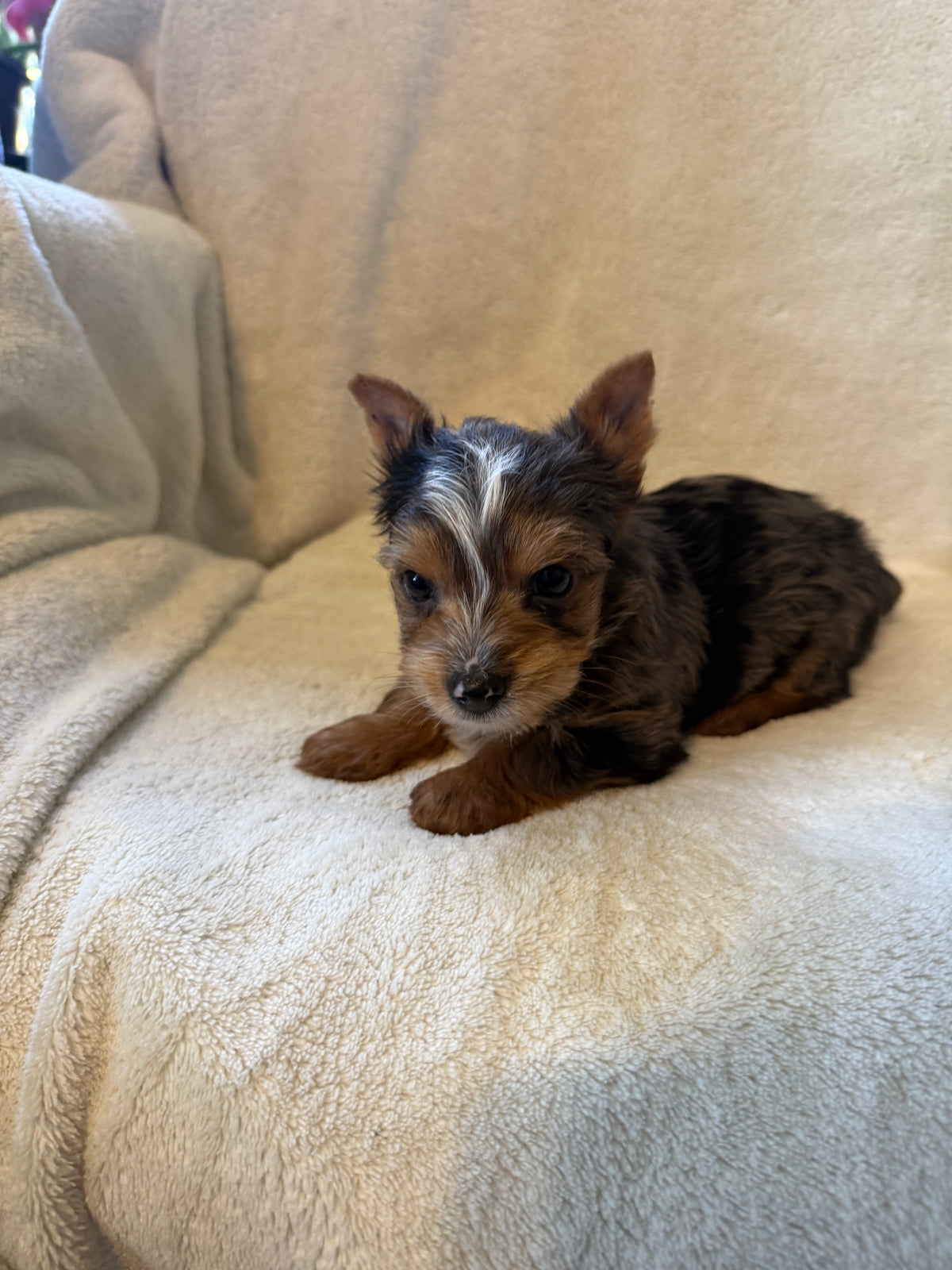 Yorkshire Terrier Male Blue Merle