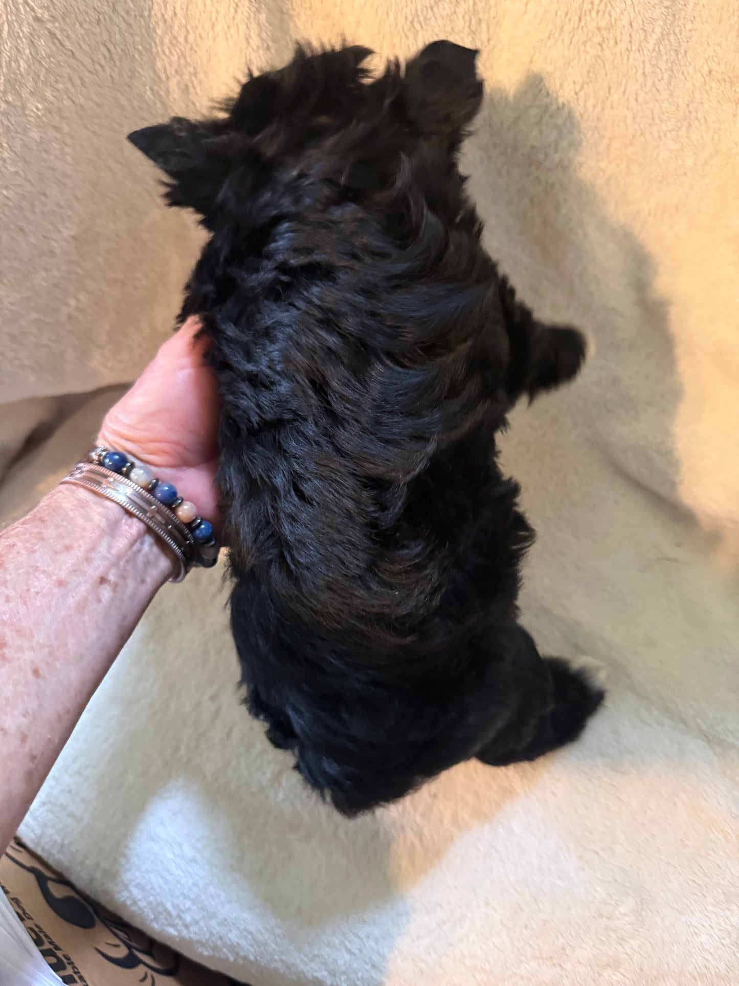 Yorkshire Terrier Female