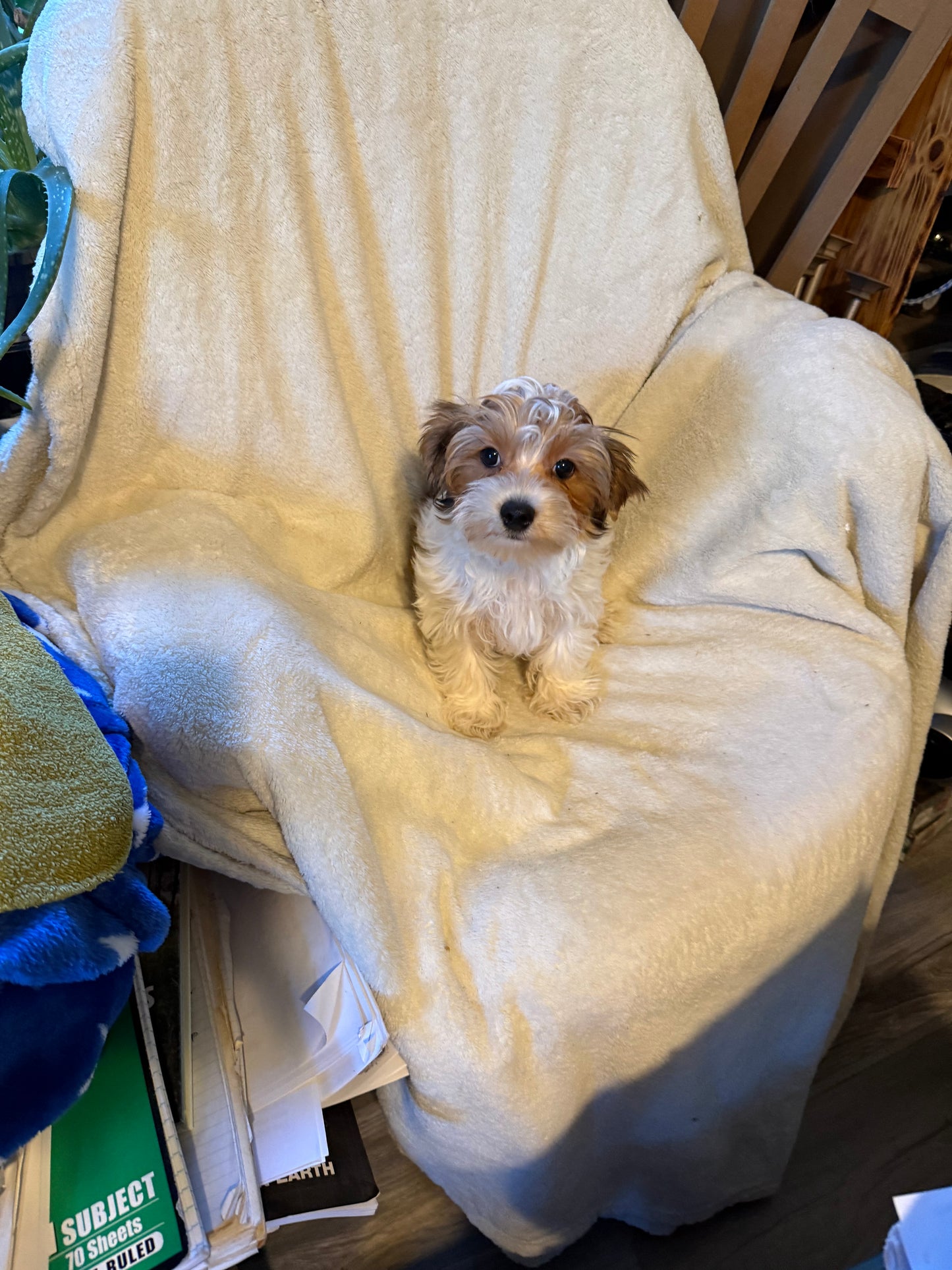 Male Yorkshire Terrier