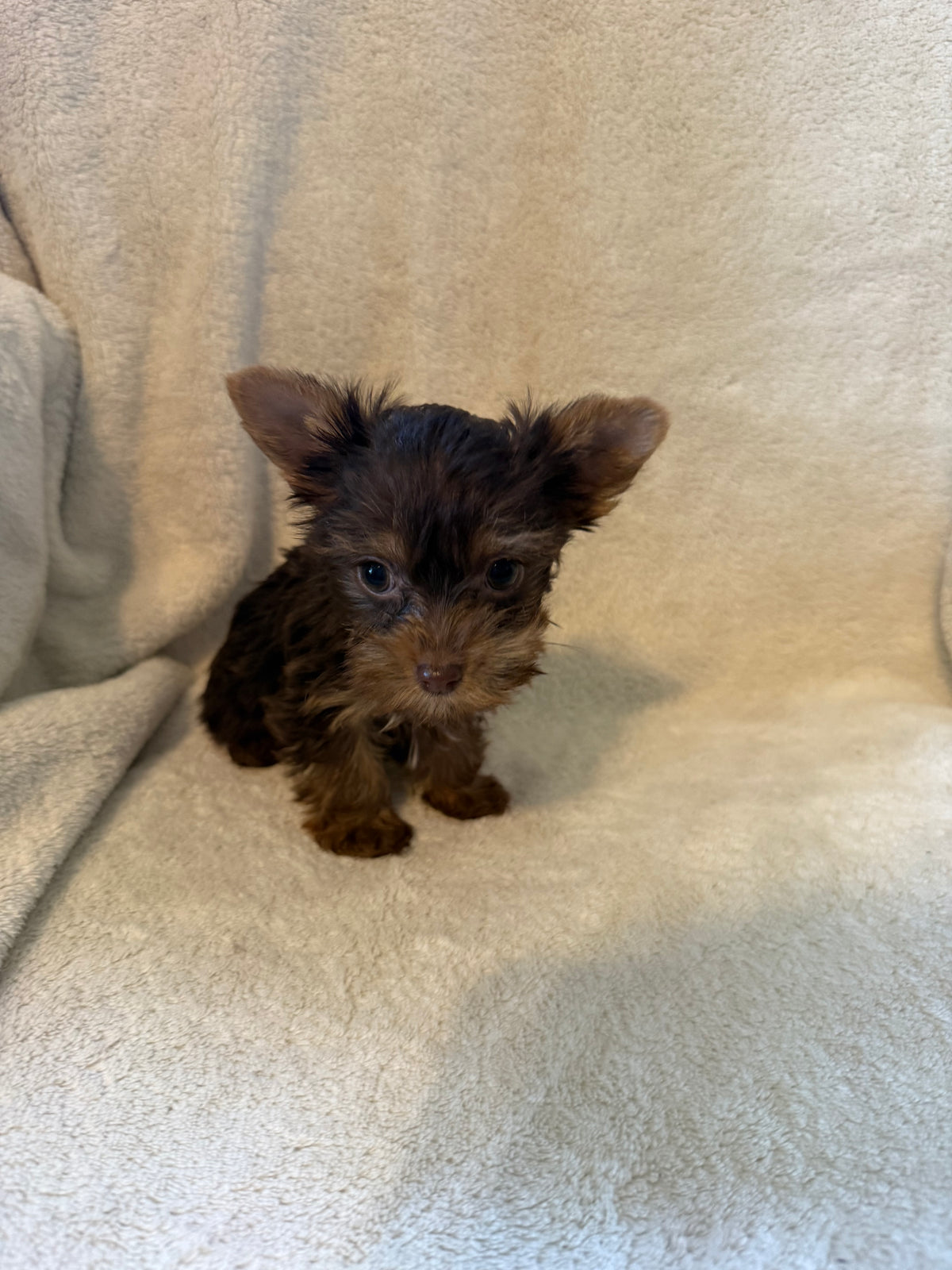 Yorkshire Terrier Chocolate Female