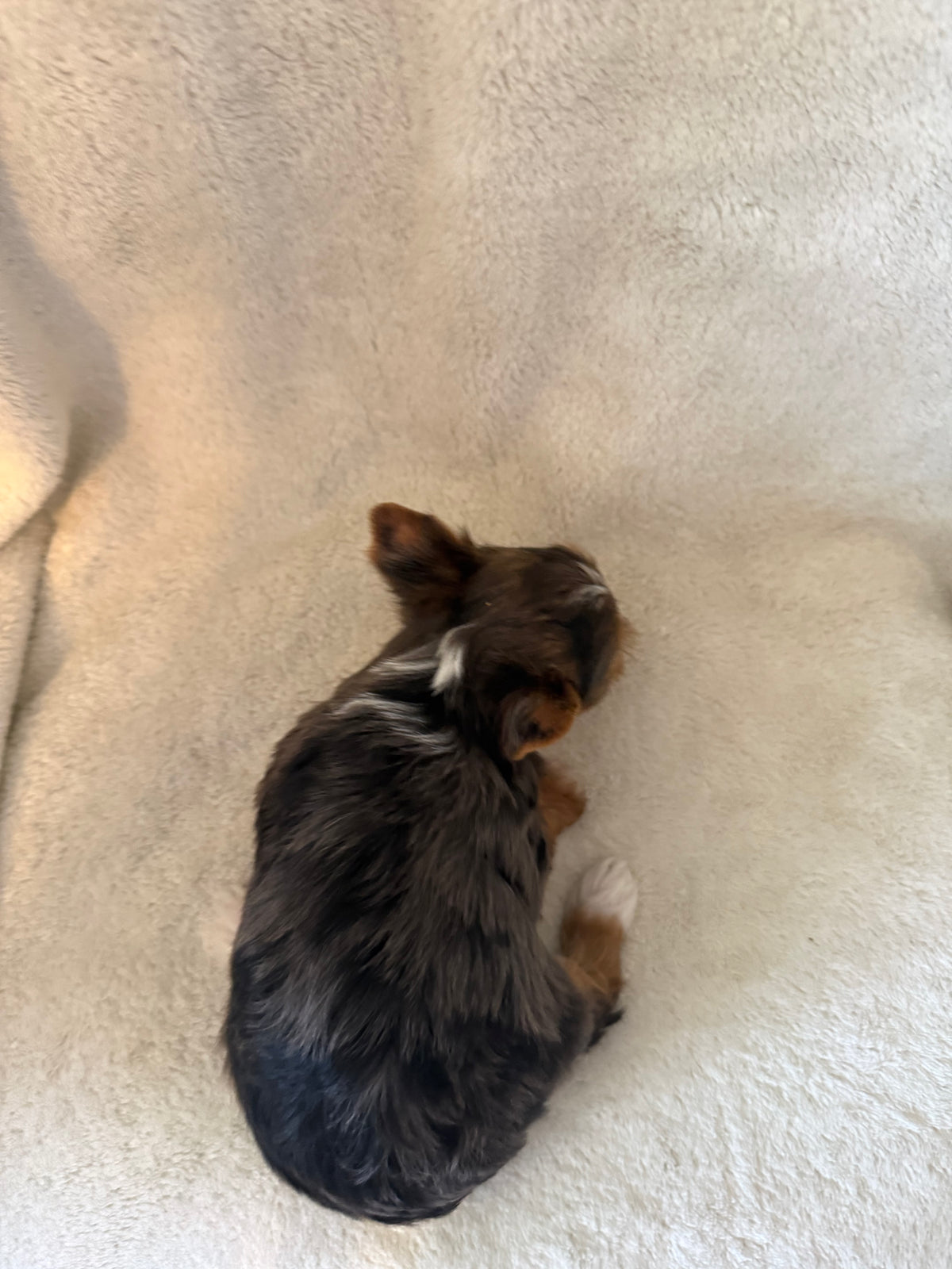 Yorkshire Terrier Female Blue Merle