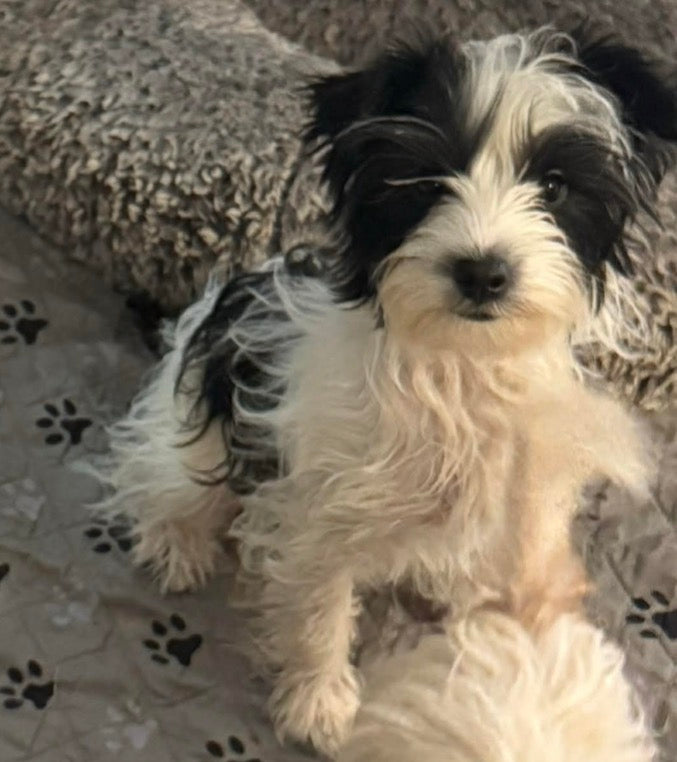 Yorkshire Terrier Female KB Black Parti