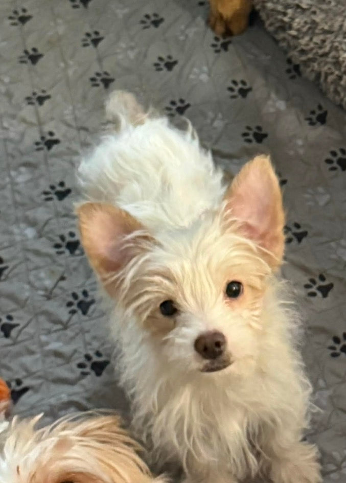 Yorkshire Terrier female Chocolate Blonde Parti Merle