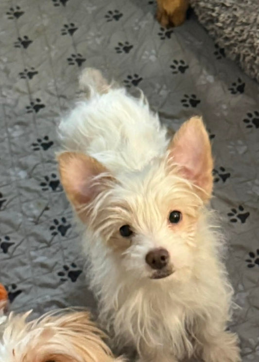 Yorkshire Terrier female Chocolate Blonde Parti Merle